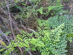 Pellaea pteroides proliferating